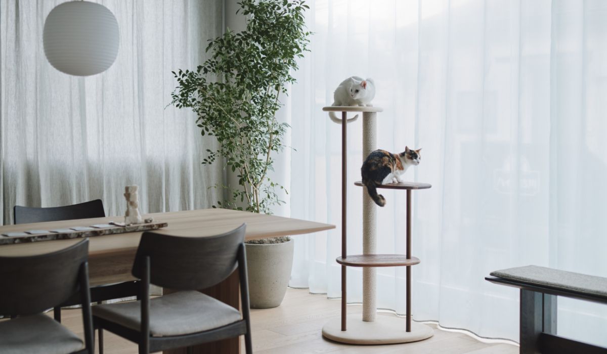 KARIMOKU CAT