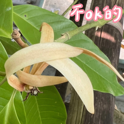 方間好食 - 梨山玉蘭烏龍茶茶包